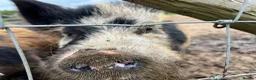 Pig livestock for sale: Intact Kune Kune/Juliana boars - Advert 7