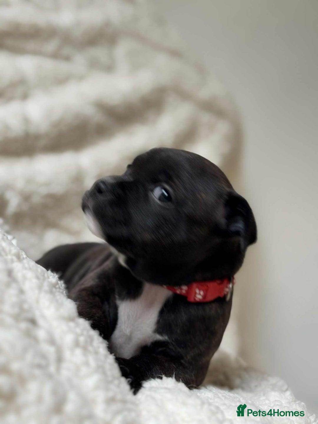 Staffordshire Bull Terrier dogs for sale: Kc registered Staffordshire bull terriers - Advert 10