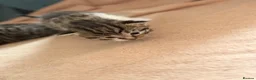 Mixed Breed cats for sale: 4 Beautiful kittens very fluffy 🔥 - Advert 10