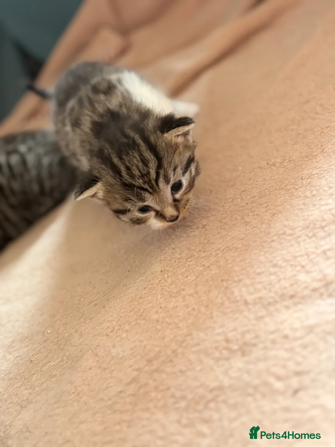 Mixed Breed cats for sale: 4 Beautiful kittens very fluffy 🔥 - Advert 10