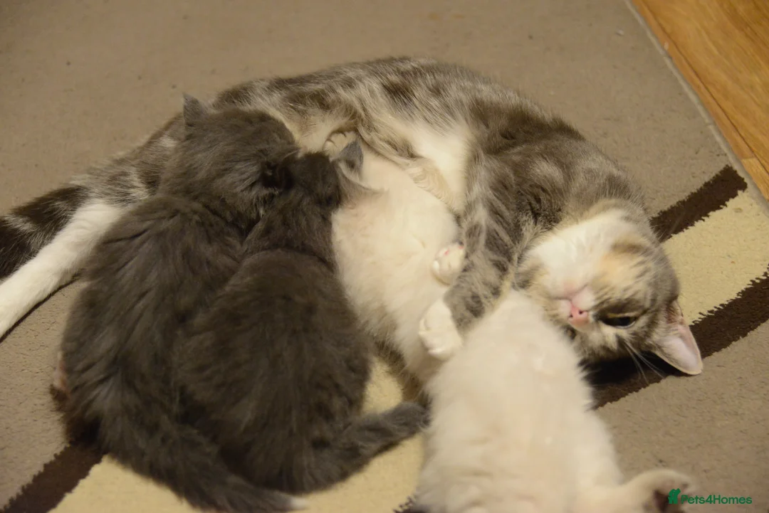 Ragdoll cats for sale: Last Boy x Ragdoll Dark grey kitten - Advert 8