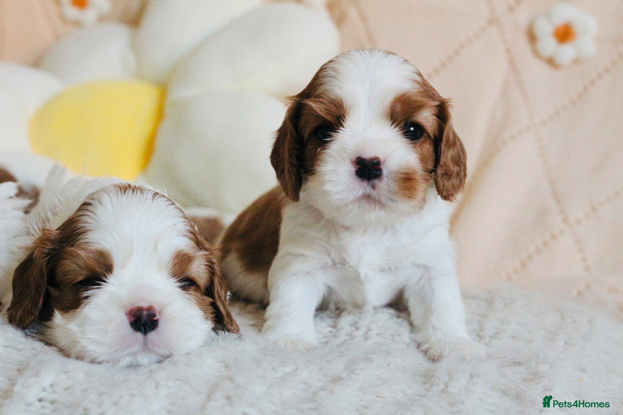 Cavalier King Charles Spaniel dogs KC reg TOP standard Cavaliers King Charles Spaniel - Advert 2