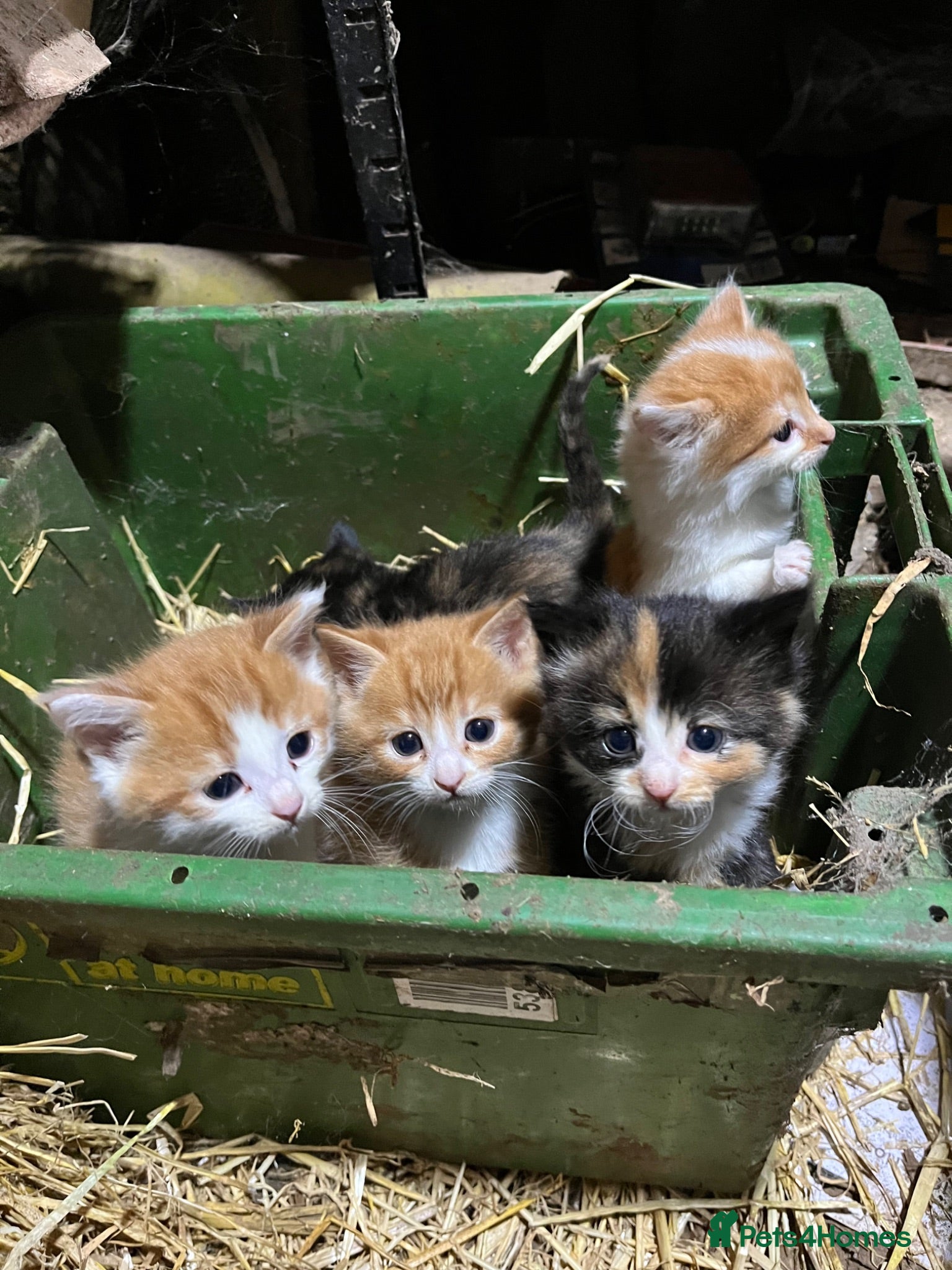 Mixed Breed cats Beautiful farm kittens for sale - Advert 4