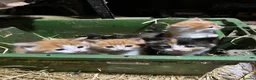 Mixed Breed cats for sale: Beautiful farm kittens for sale - Advert 1