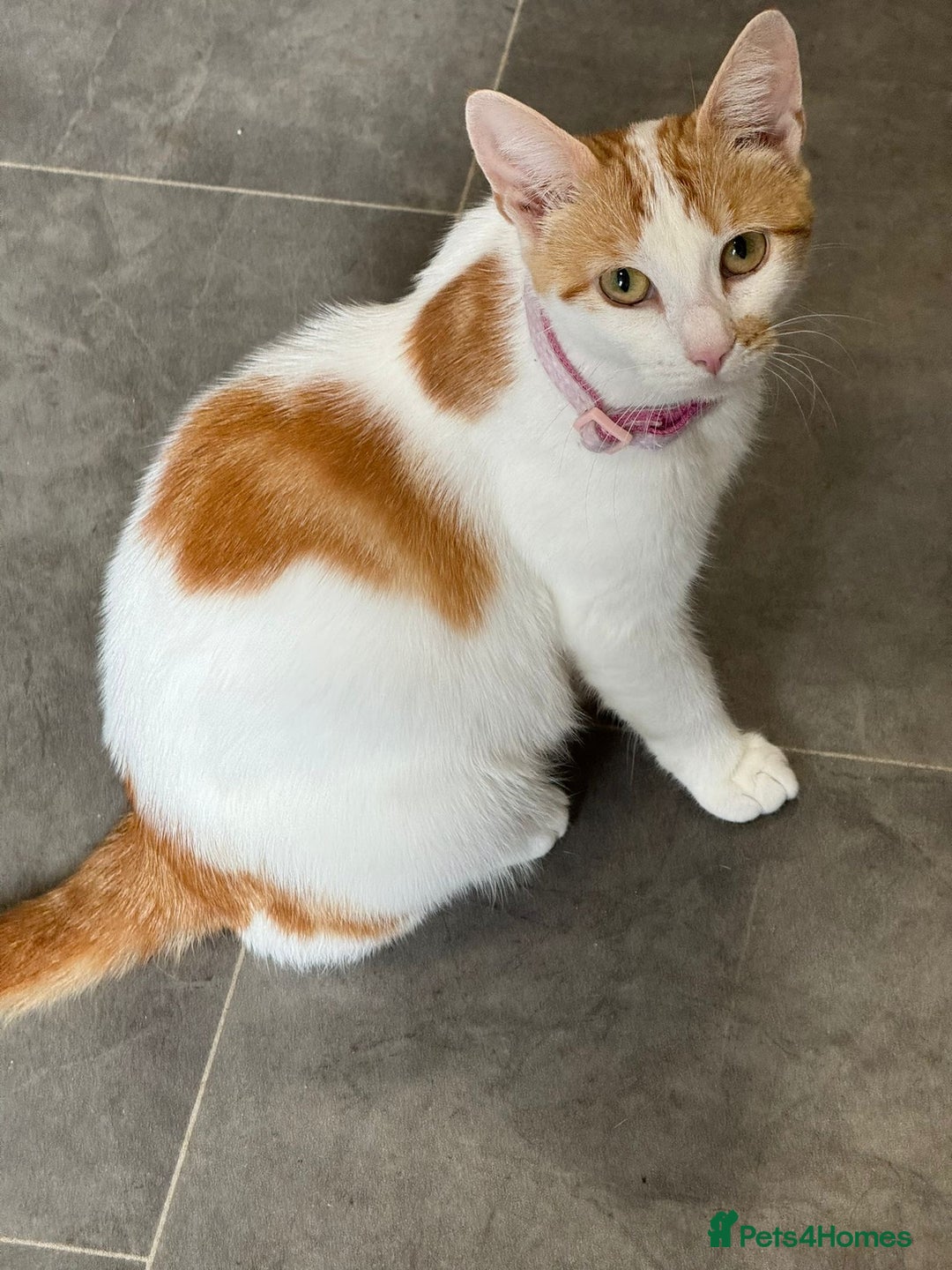 British Shorthair cats for sale: 2 year old cat female for urgent buyer - Advert 1