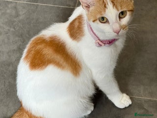 British Shorthair cats 2 year old cat female for urgent buyer - Advert 1