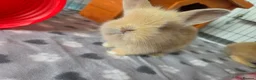 Mini Lion Lop rabbits for sale: 7 beautiful bunnies 🐰 ❤️  - Advert 3