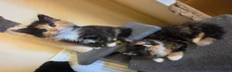 Mixed Breed cats for sale: 3 beautiful kittens - Advert 19