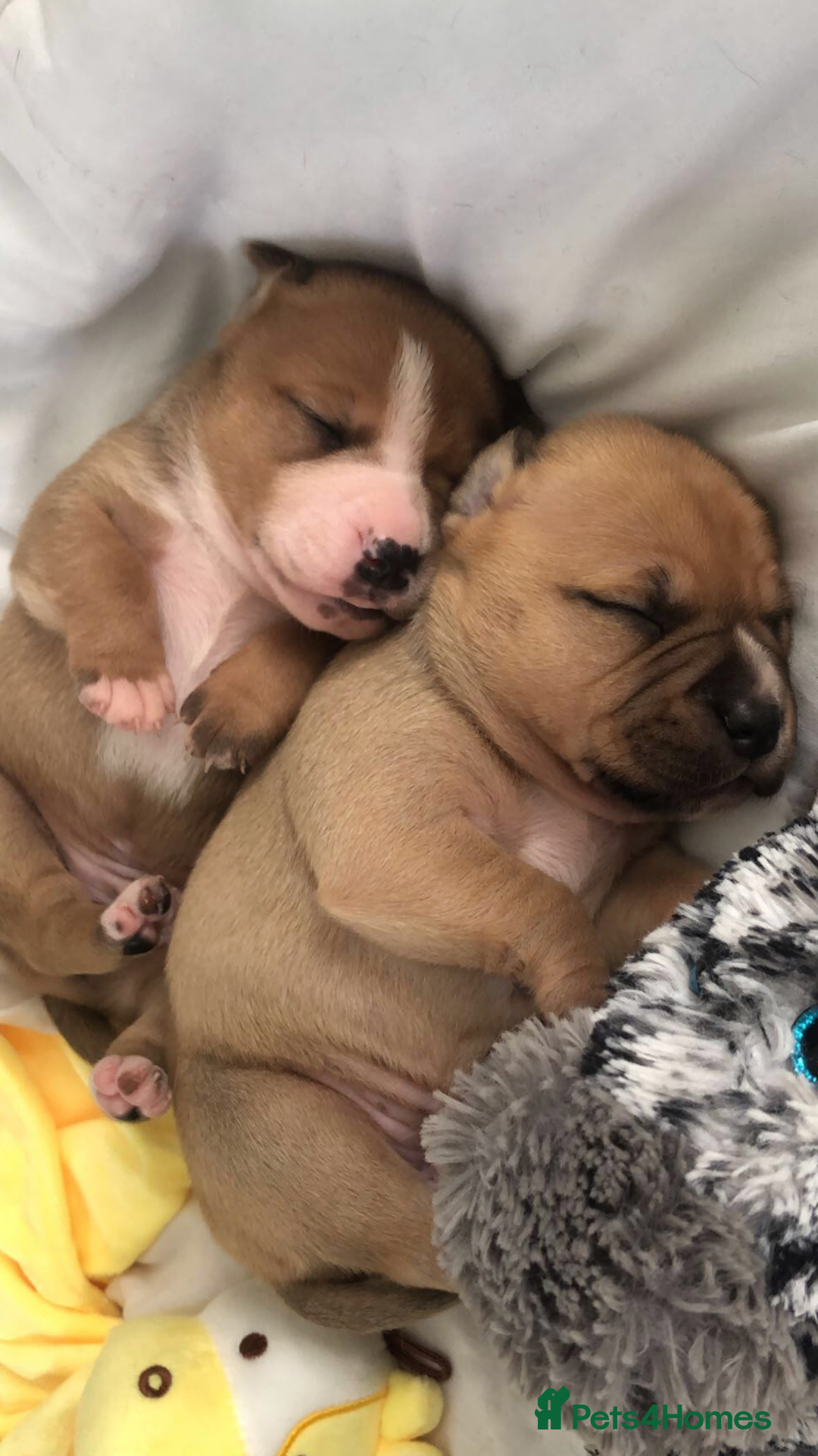 Staffordshire Bull Terrier dogs for sale: 1 boy 1 girl puppy  - Image 7