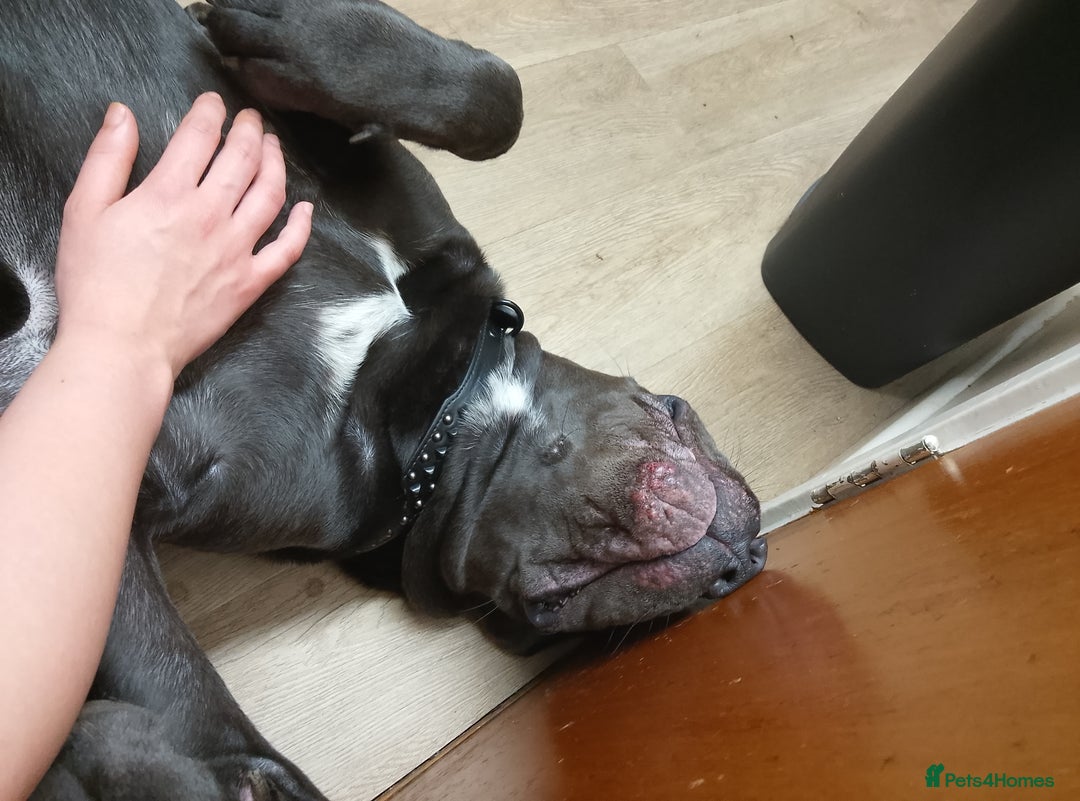 Cane Corso dogs for sale: Male cane corso  - Image 4