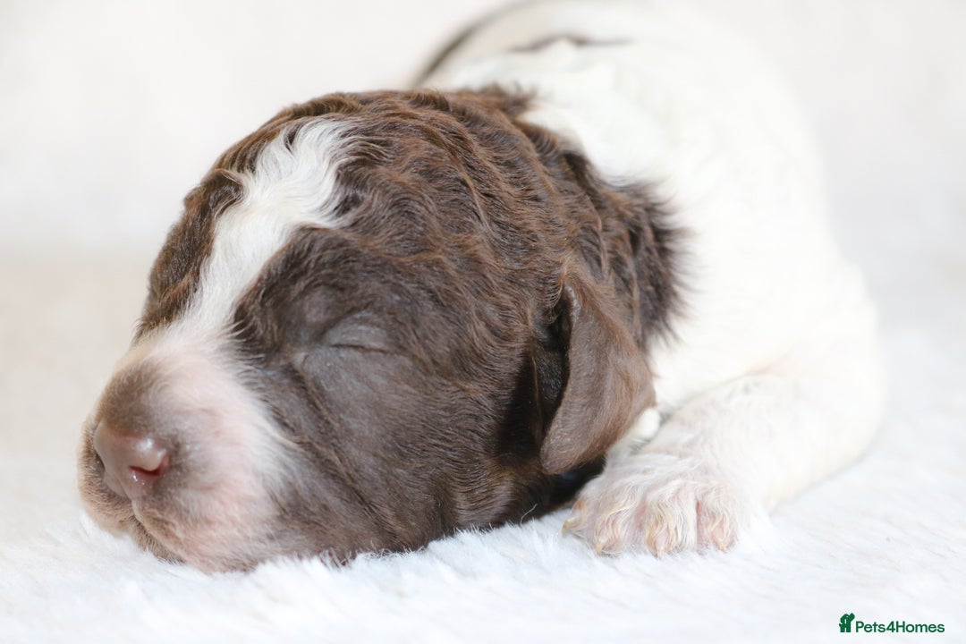 Lagotto Romagnolo dogs for sale: *READY NOW*10 WKS OLD* KC Reg Full Health Tested - Advert 14