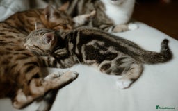 Mixed Breed cats for sale: Last Half Bengal Girl - Image 1