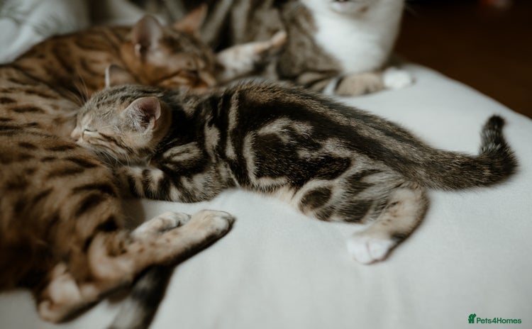 Mixed Breed cats - Advert 5