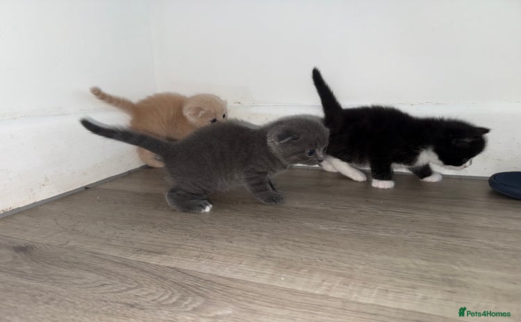 Scottish Fold cats - Advert 2