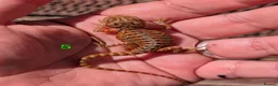 Bearded Dragon reptiles for sale: Red baby available soon  - Advert 4