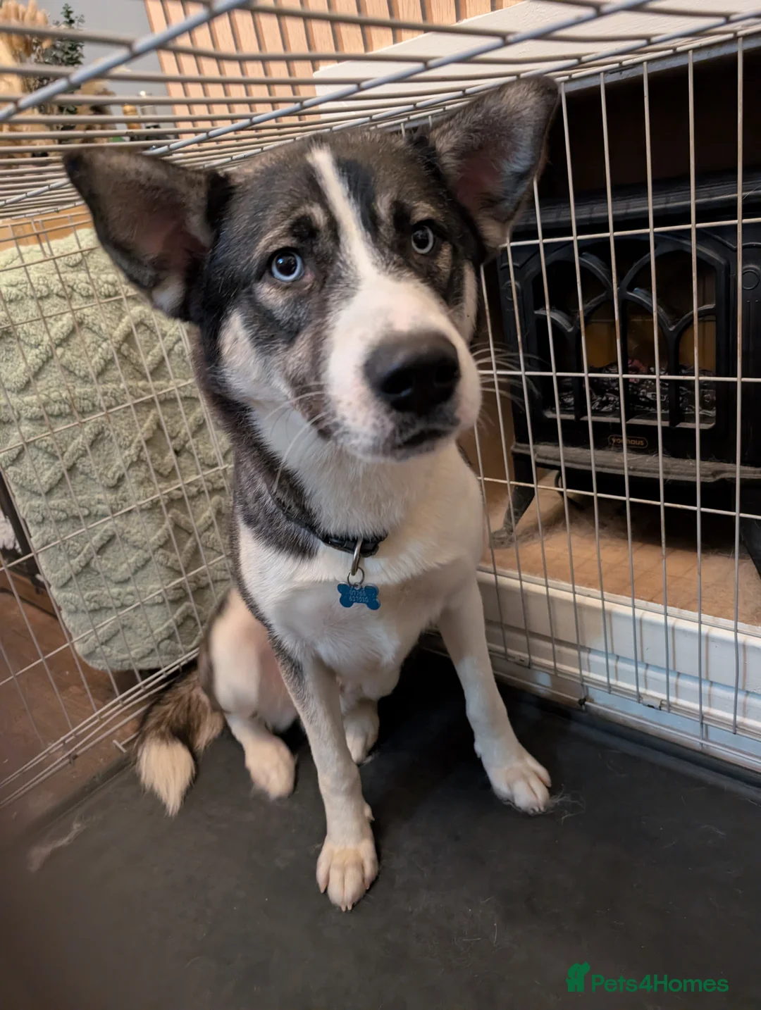 Mixed Breed dogs for sale: Alusky - Advert 1