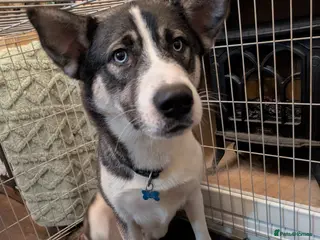 Mixed Breed dogs Alusky - Advert 4