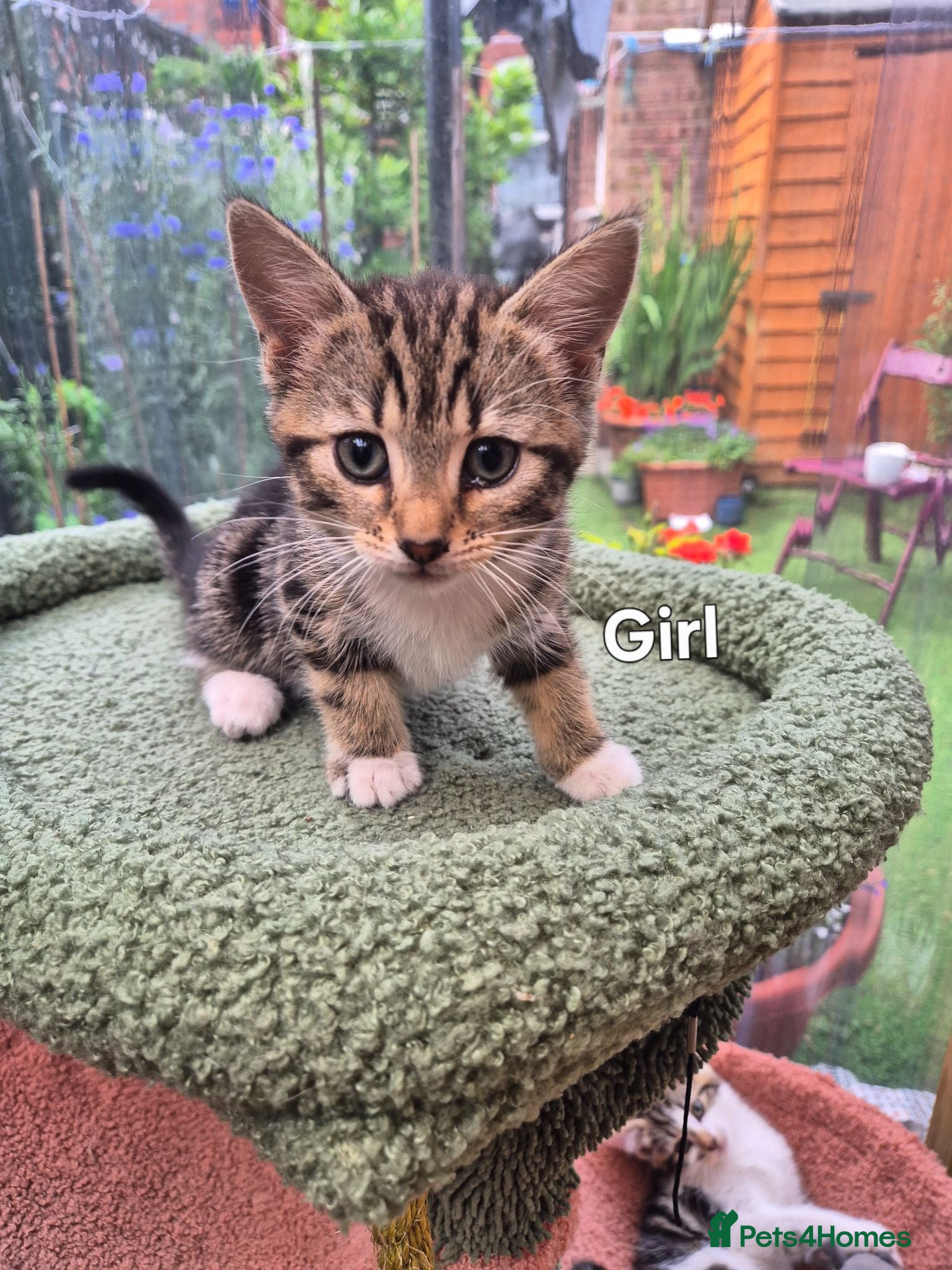 Mixed Breed cats Lovely kitten looking for new home  - Advert 1