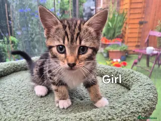 Mixed Breed cats Lovely kitten looking for new home - Advert 3