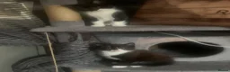 Mixed Breed cats for sale: Adorable kittens  - Advert 23