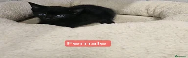 Mixed Breed 4