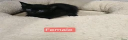 Mixed Breed cats for sale: Adorable kittens  - Advert 2