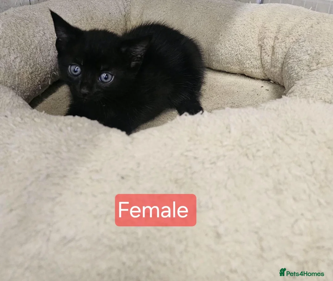 Mixed Breed cats for sale: Adorable kittens  - Advert 2