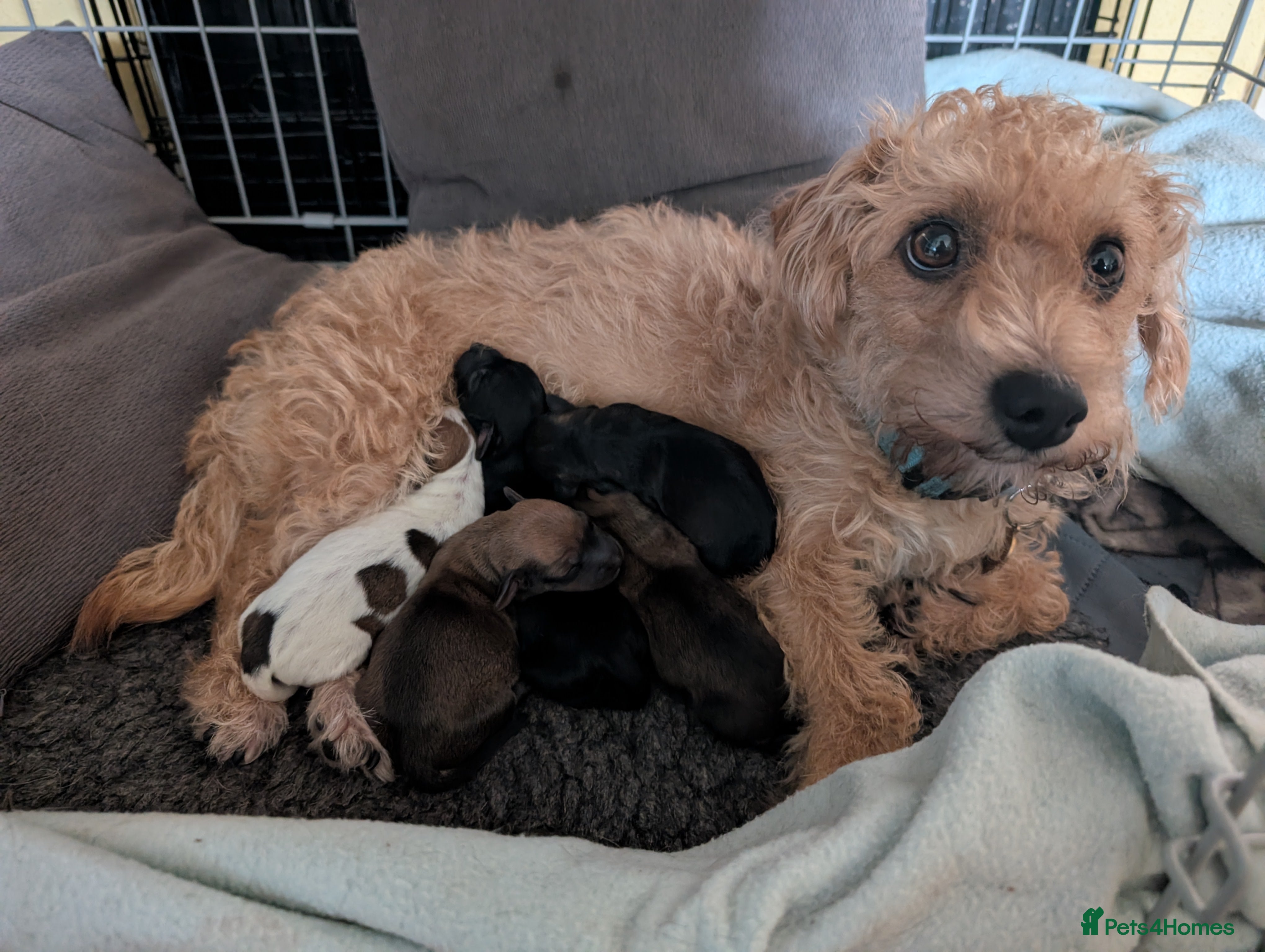 Mixed Breed dogs Dachshund X Jack Russel hybrid puppies  - Advert 5