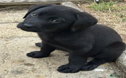Labrador Retriever dogs for sale: READY NOW. LABRADOR PUPPIES. HEALTH CHECKS DONE  - Image 8