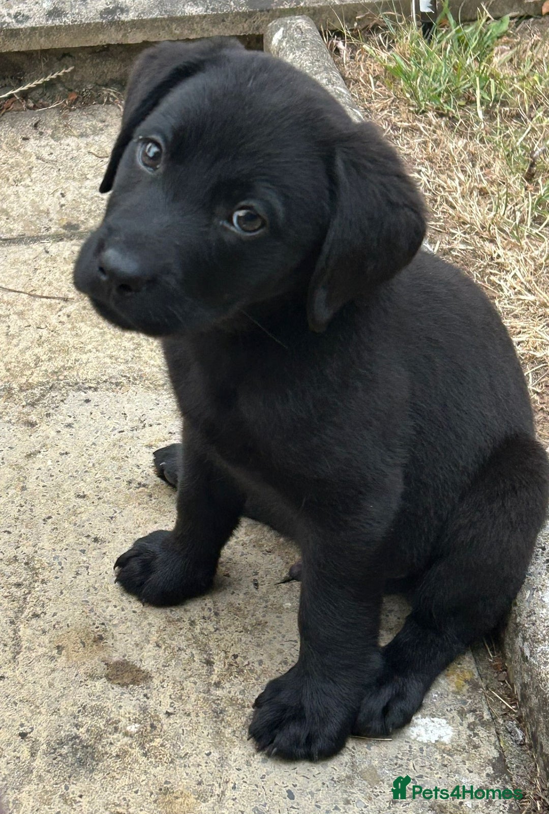 Labrador Retriever dogs for sale: READY NOW. LABRADOR PUPPIES. HEALTH CHECKS DONE  - Image 8