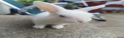 Dutch rabbits for sale: Darling Beautiful Girl - Advert 5