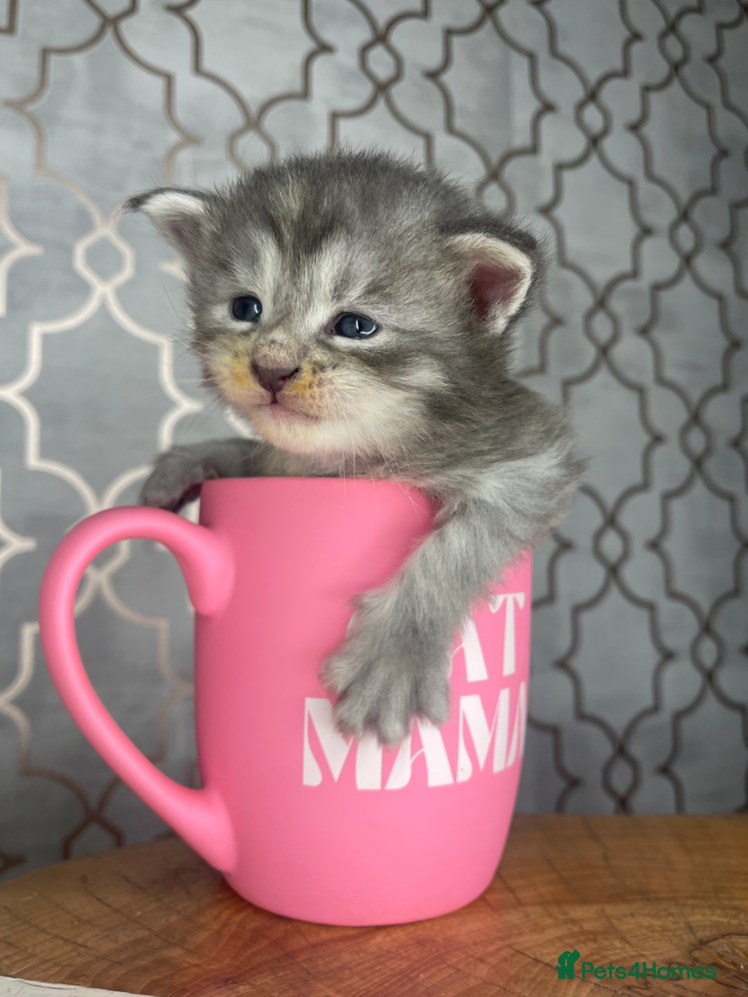 Maine Coon cats for sale: 🐾💛5 Sweet Maine Coons looking for forever home💛 - Advert 20