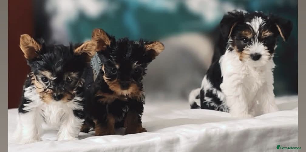 Yorkshire Terrier dogs Yorkshire terrier/Mini/Parti-colored/Traditional - Advert 3