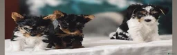 Yorkshire Terrier dogs for sale: Yorkshire terrier/Mini/Parti-colored/Traditional in Oldham - Advert 4