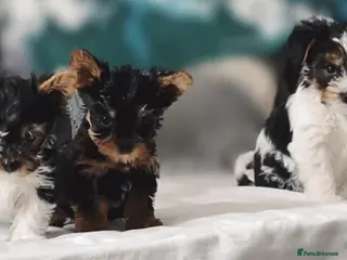 Yorkshire Terrier dogs Yorkshire terrier/Mini/Parti-colored/Traditional - Advert 3
