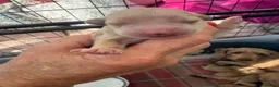 Cockapoo dogs for sale: Cockapoo f1 pups  in Montrose - Advert 19