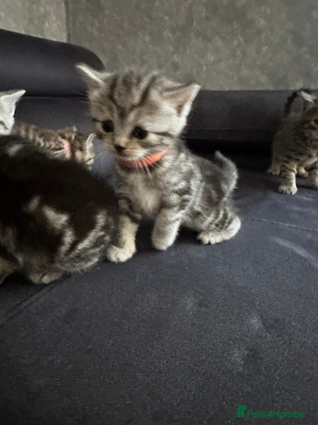 Scottish Fold cats for sale: Scottish fold/straight - Image 6