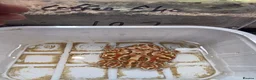 Turtle reptiles for sale: 2 common Snapping only 2 pac man frogs left - Advert 6