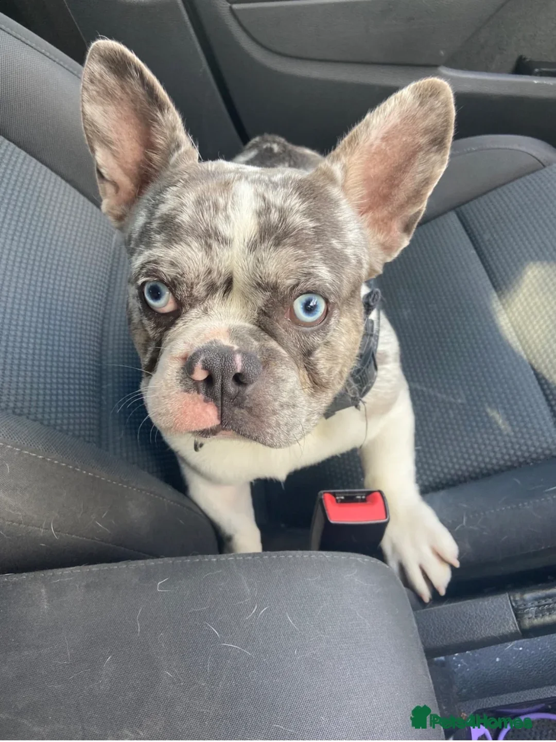 French Bulldog dogs for sale: French bulldog blue eyes - Advert 2