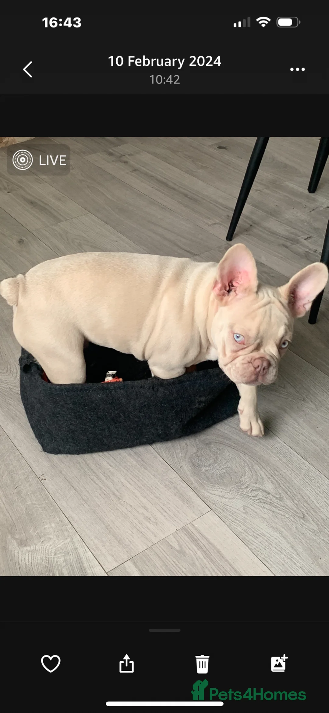 French Bulldog dogs for stud: Marley  in Solihull - Advert 2