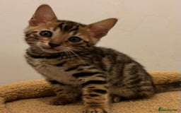 Bengal cats for sale: Snow and Brown boy TICA bengal kittens  - Image 31