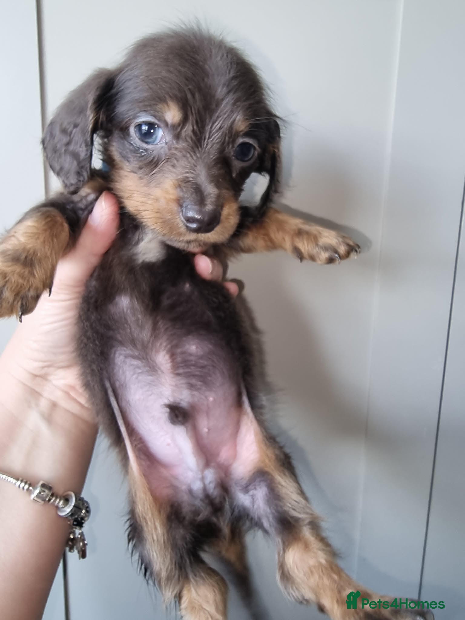 Miniature Dachshund dogs Long Haired Miniature Dachshund Puppies - Advert 4