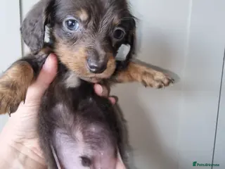 Miniature Dachshund dogs Long Haired Miniature Dachshund Puppies - Advert 4