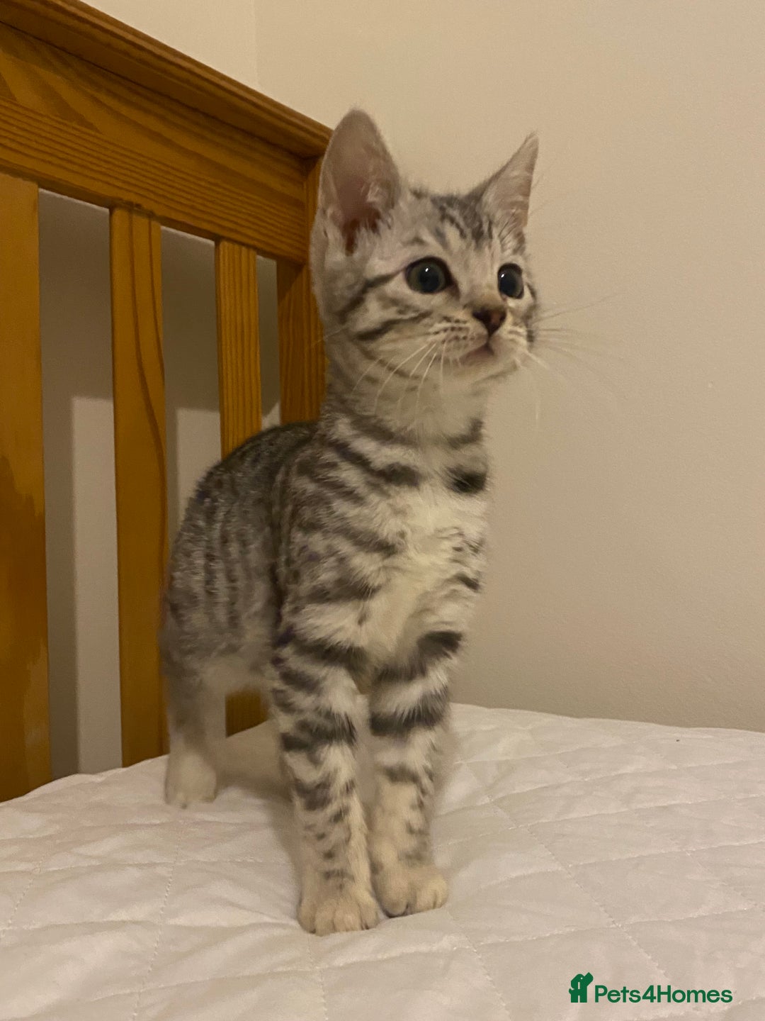 Mixed Breed cats for sale: Ragdol x bengal  - Advert 2