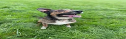 Mixed Breed dogs for sale: Beautiful mixed breed  in Bristol - Advert 14