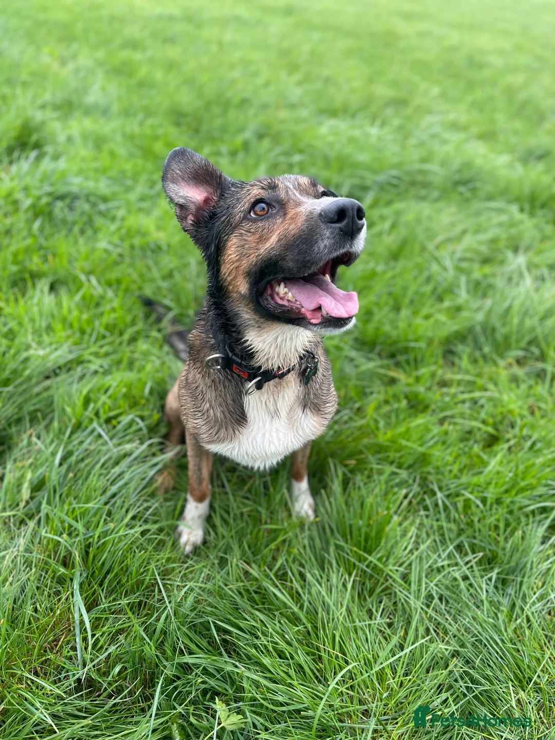 Mixed Breed dogs for sale: Beautiful mixed breed  in Bristol - Advert 14