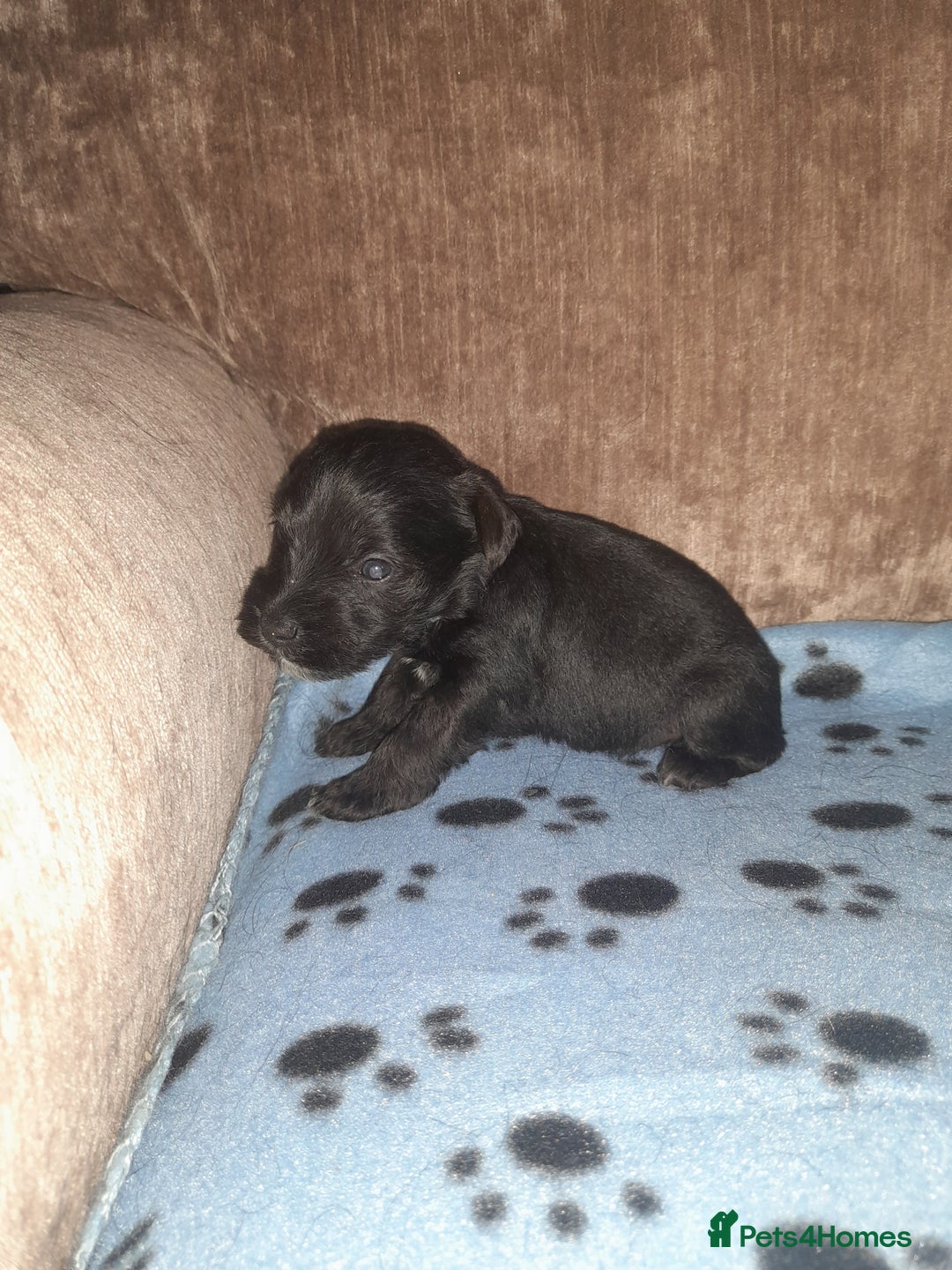 Mixed Breed dogs for sale: Snorkie pups - Image 5