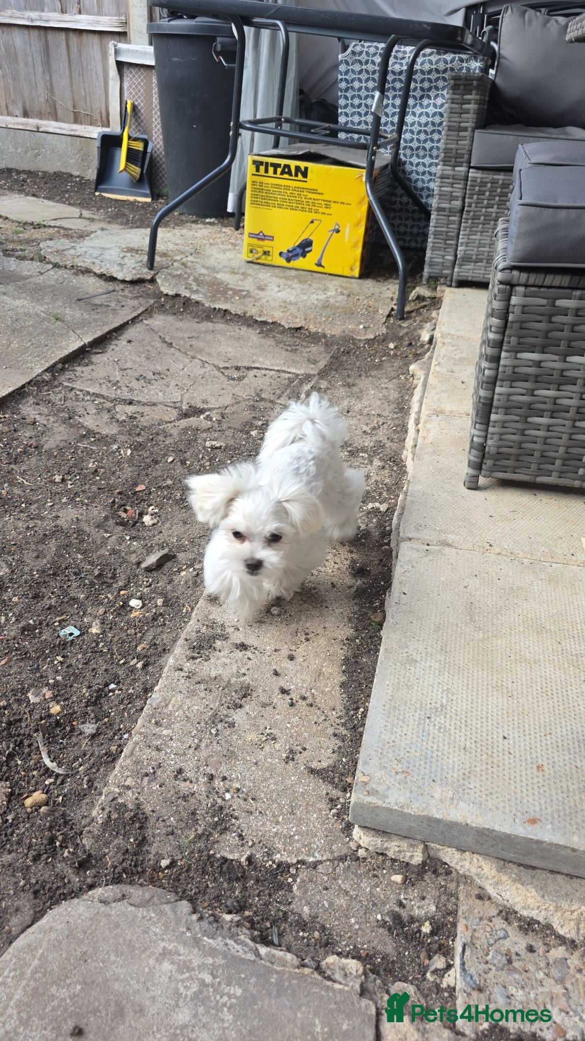 Maltese dogs Luna and Leo - Advert 2