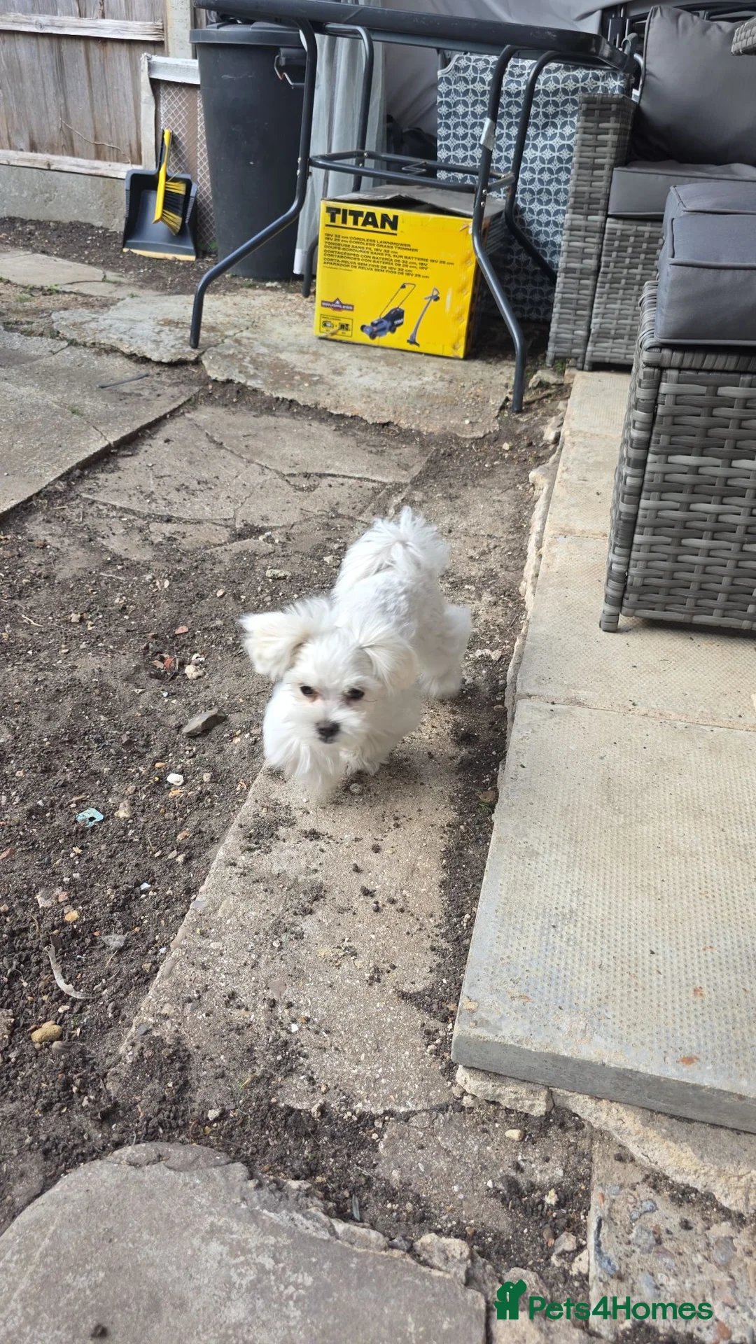 Maltese dogs for sale: Luna and Leo - Advert 2