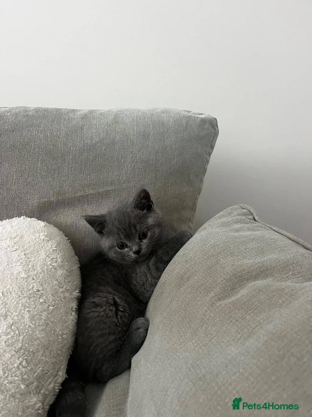 British Shorthair cats for sale: British shorthair girl for sale  in Chichester - Advert 3